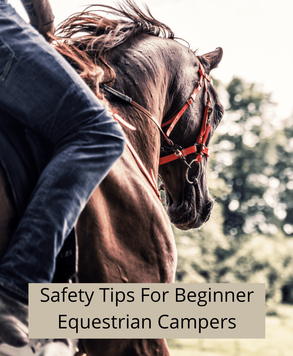 Safety Tips For Beginner Equestrian Campers