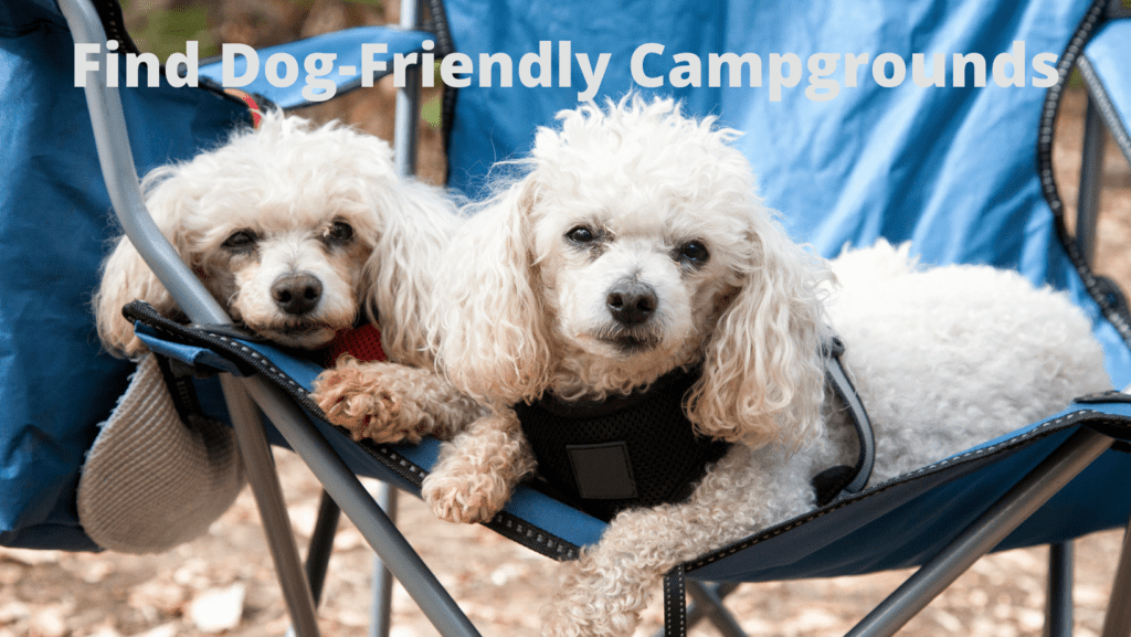 Find Dog-Friendly Campgrounds