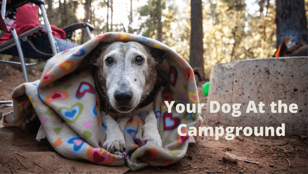 Your Dog At the Campground