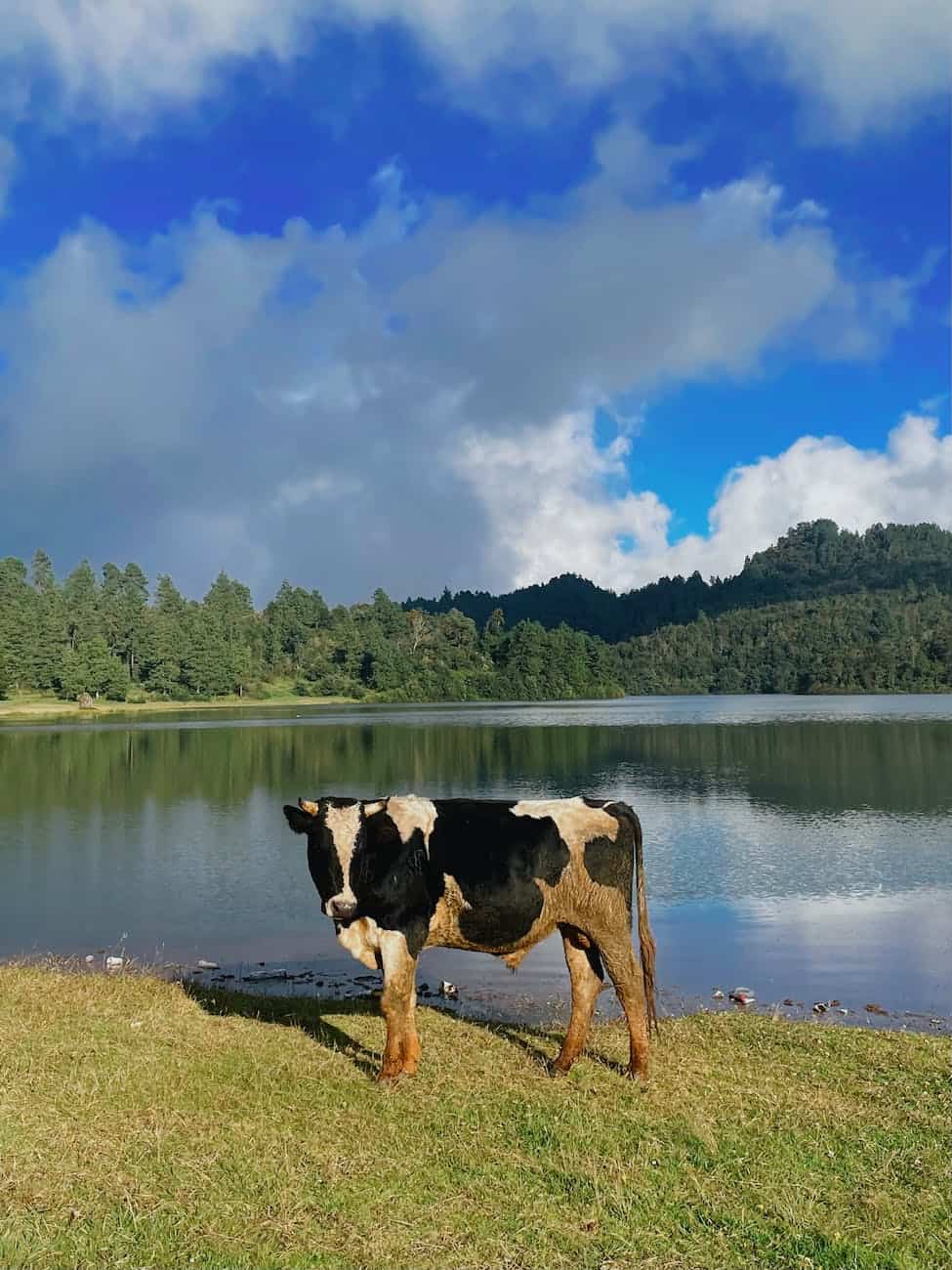 a cow in acaxochitlan mexico