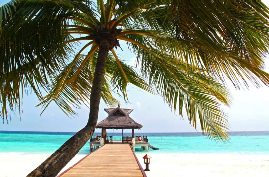 beach dock with palm tree