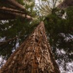 low angle photography of conifer trees