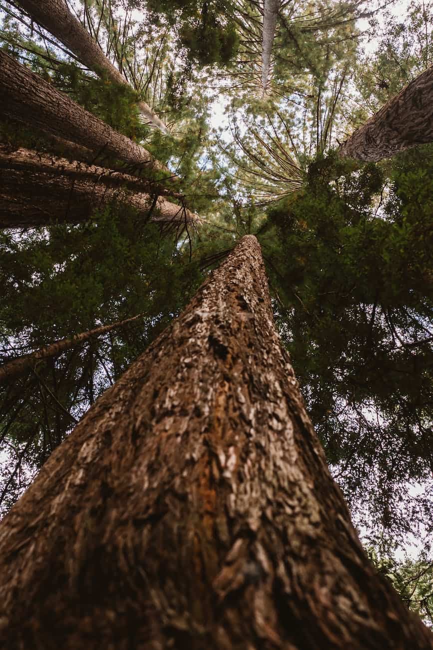 low angle photography of conifer trees