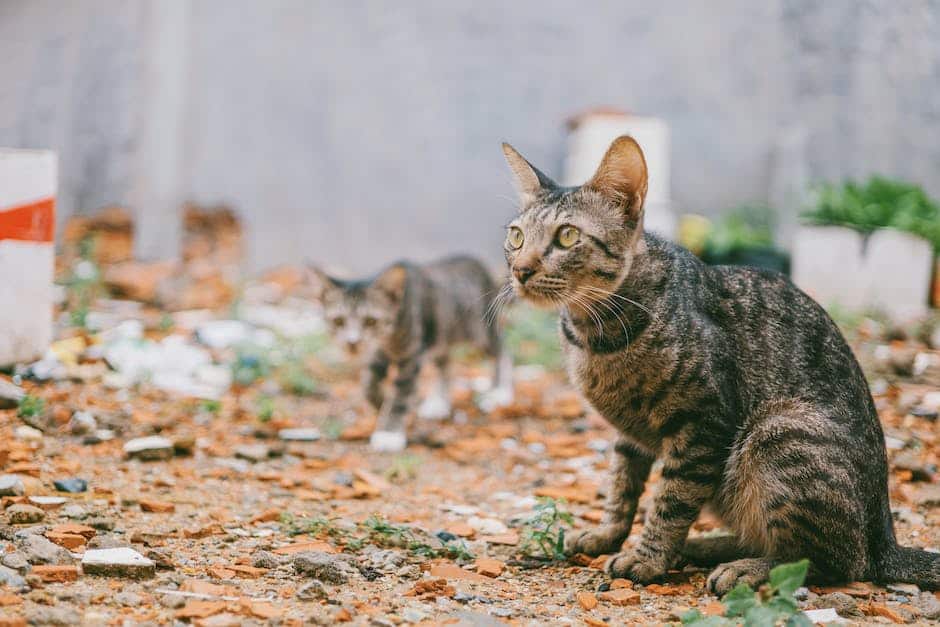 how do outdoor cats keep warm