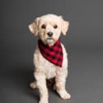 studio shot of dog with red bandana