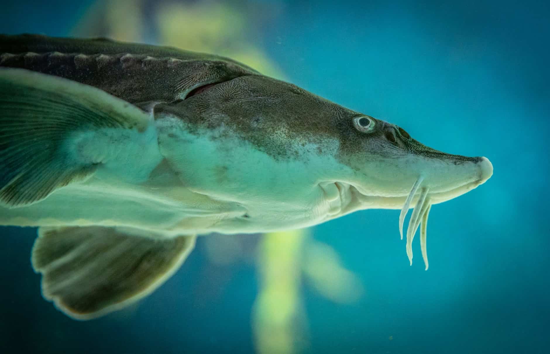 sturgeon fish swimming in aquarium
