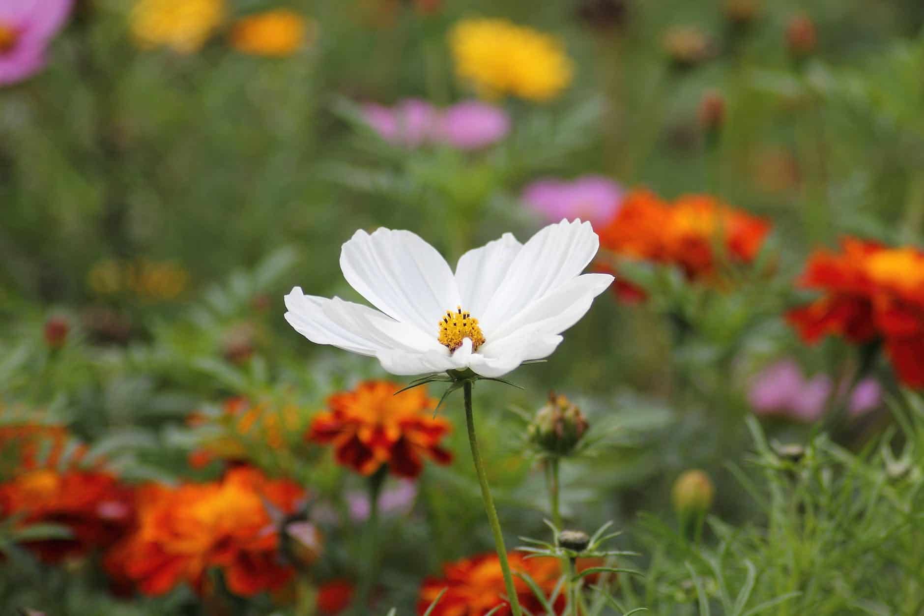 nature flowers plant blossom