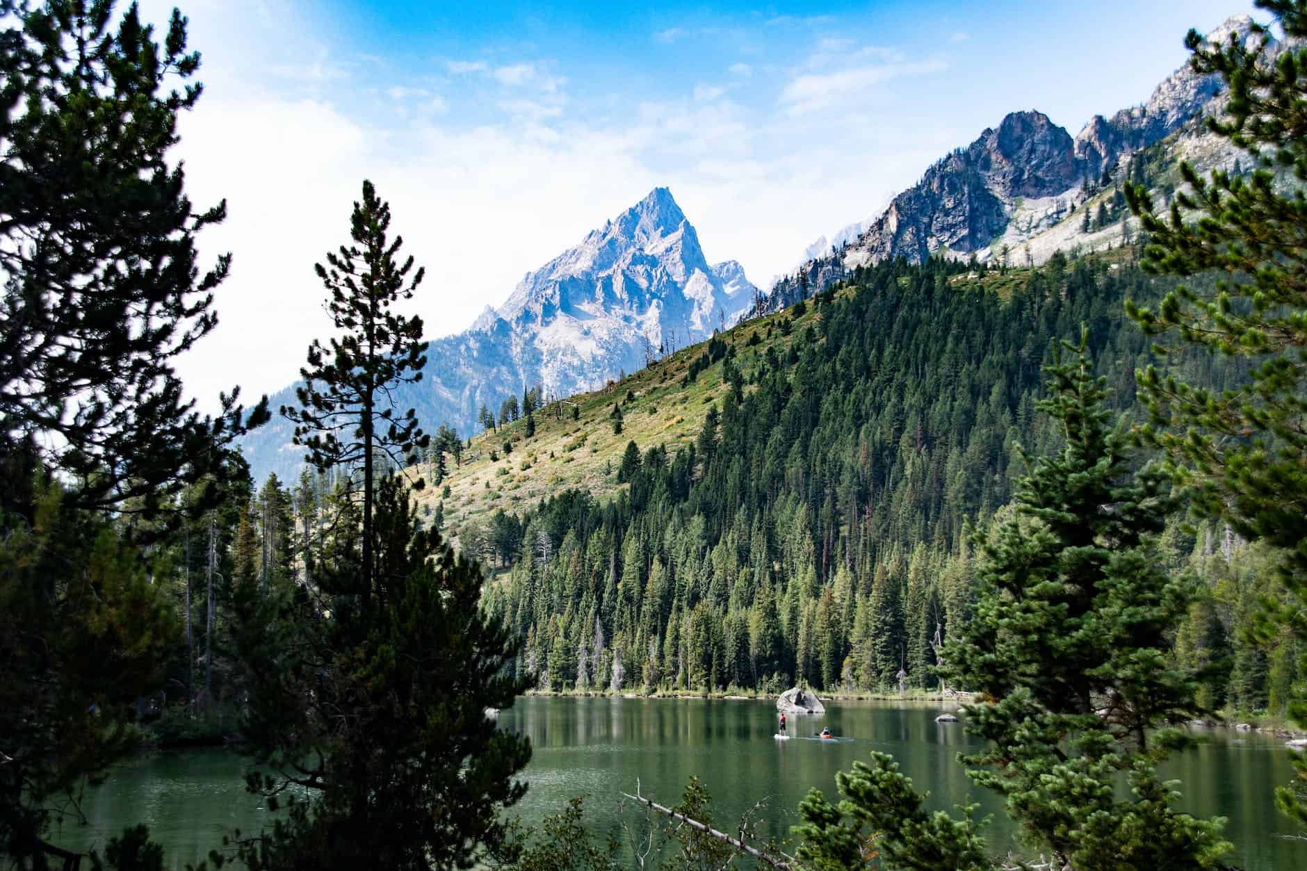 lush green trees on mountain