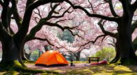 Secluded Sakura: Solo Camping Beneath a Hidden Cherry Blossom GroveBusiness 2 secluded cherry blossom camping