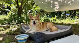 cooling hydration shade comfort