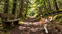 effective outdoor dog walks